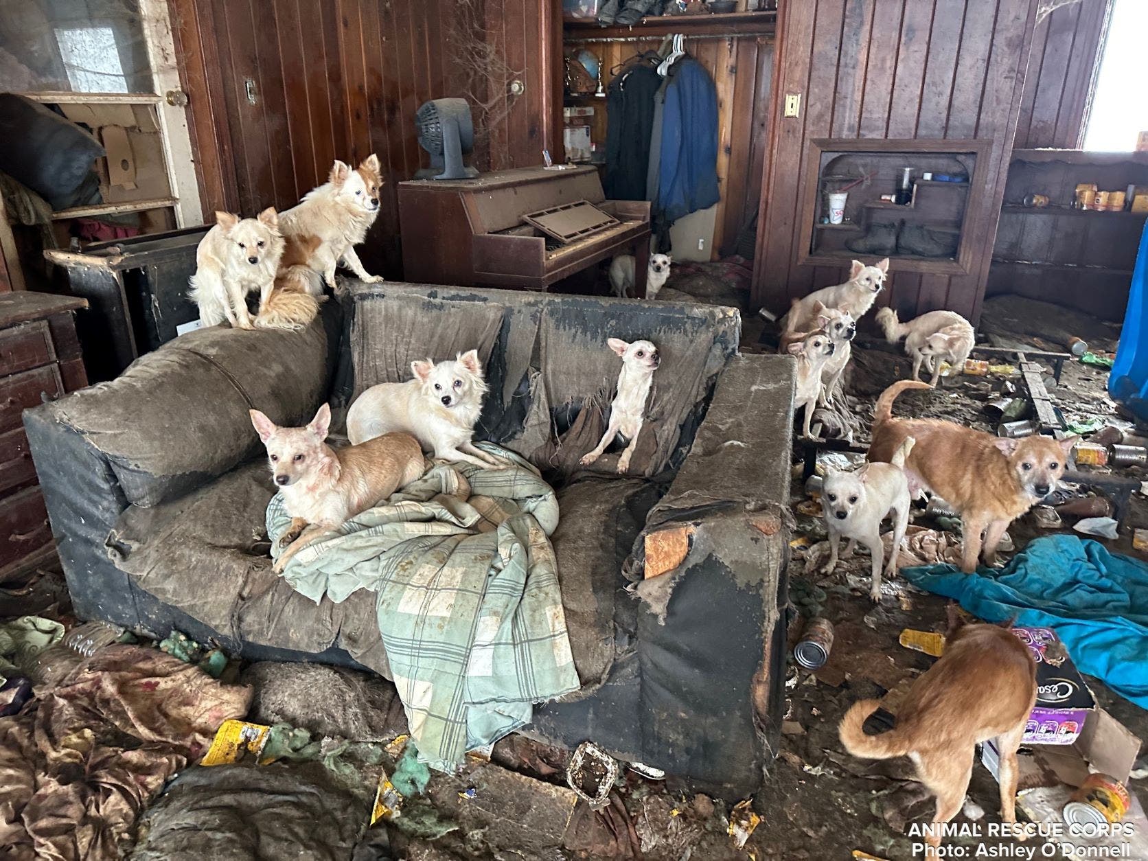 Tennessee police discover 76 dogs living in abandoned home: report