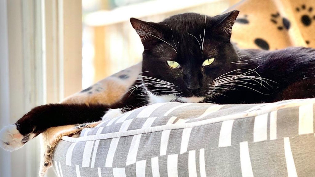 Adoptable tuxedo cat named Janet hopes for a happy New Year in a new home