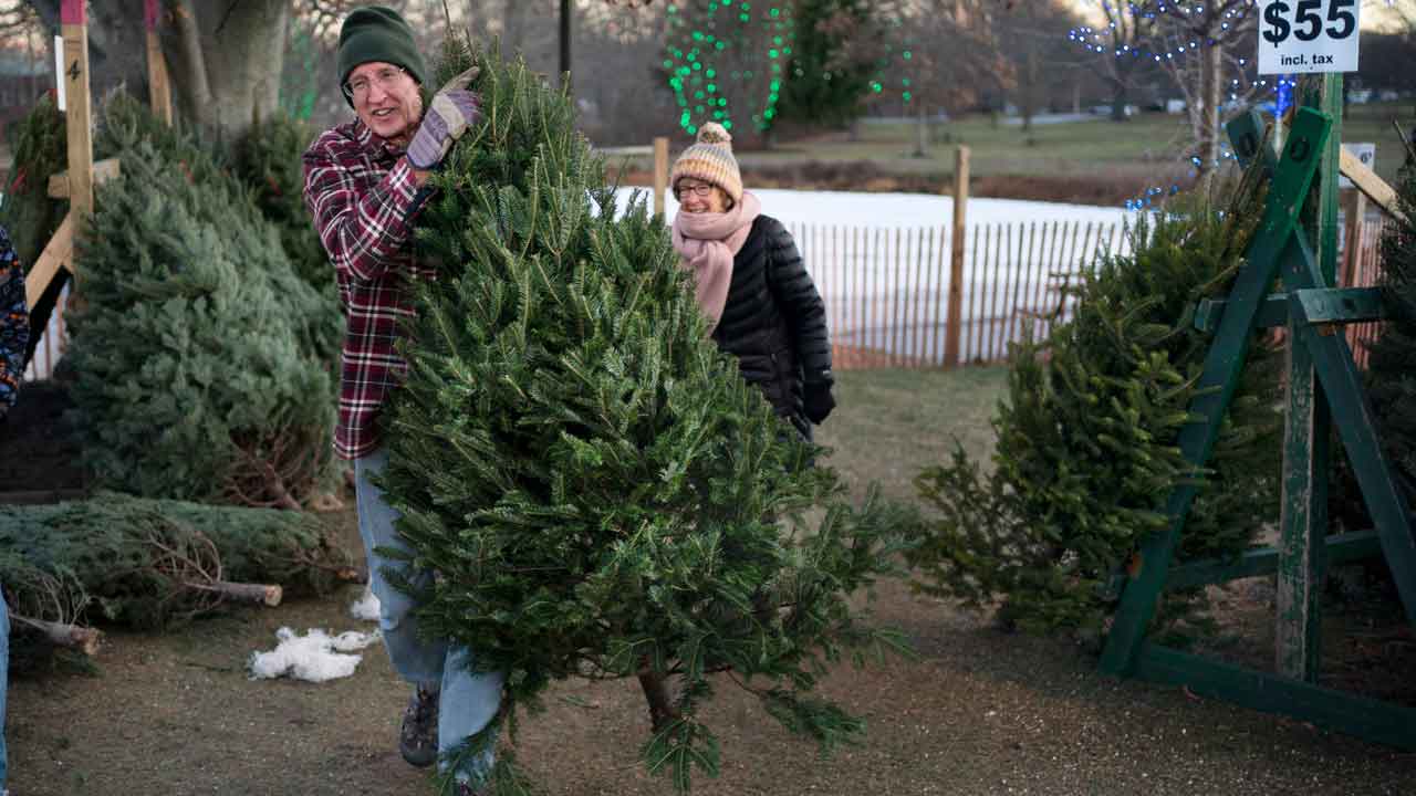 News :Demand for Christmas trees in America remains high despite inflation