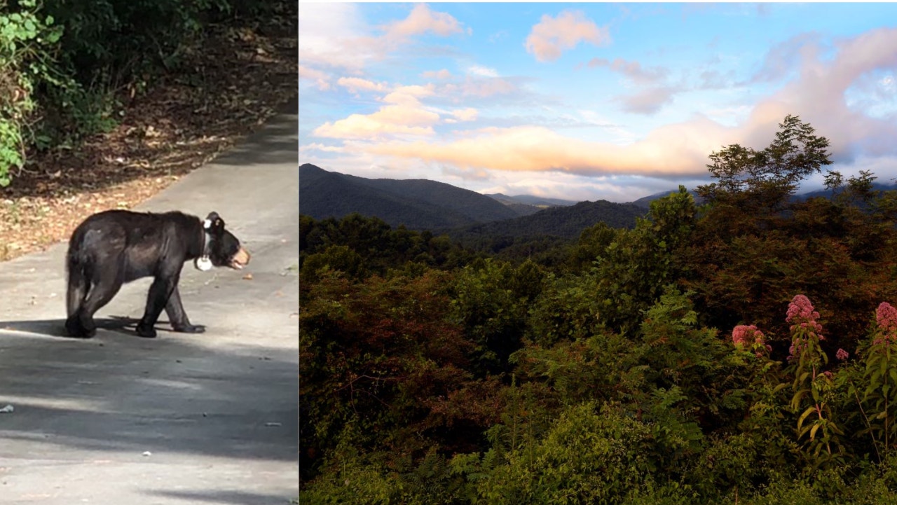 Relocated 'nuisance' bear travels 1,000 miles across 4 states to return to park