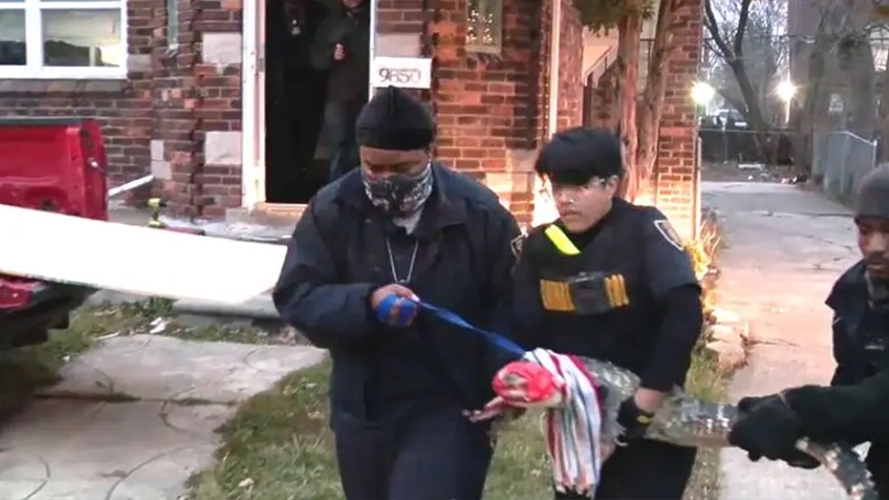 News :Family of alligators in Detroit greet police serving eviction notice