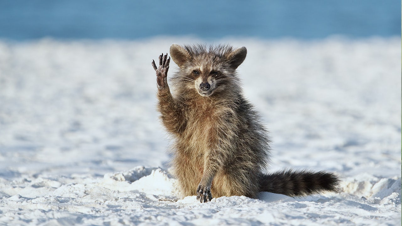 Comedy Wildlife Photography Awards names funniest animal photos of 2022