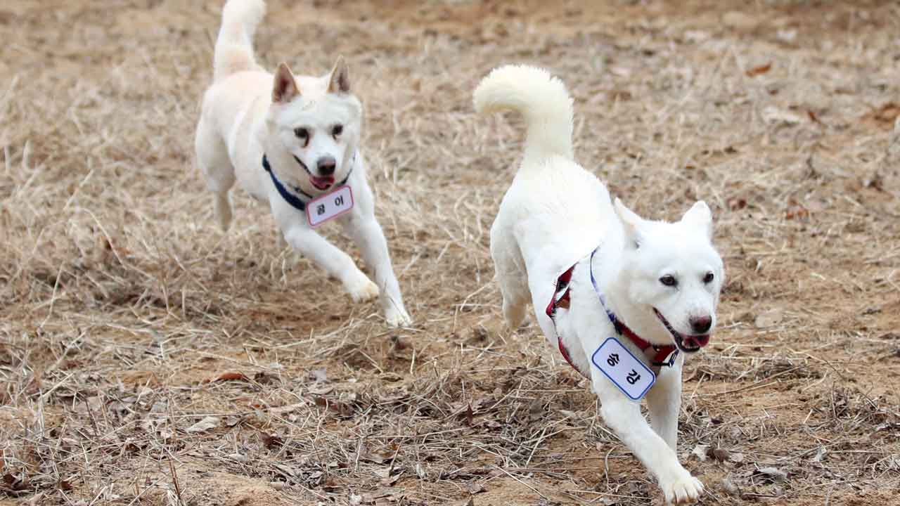 Dogs gifted by North Korean leader Kim Jong Un end up in South Korean zoo – Fox News