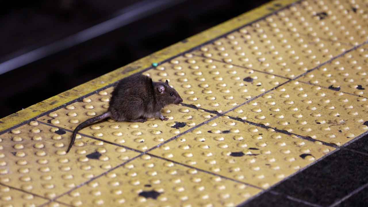 https://static.foxnews.com/foxnews.com/content/uploads/2022/12/Rat-nyc-subway.jpg