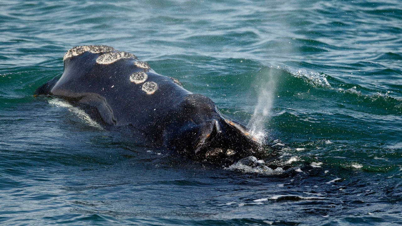 Vanishing North Atlantic right whale to remain protected under Endangered Species Act