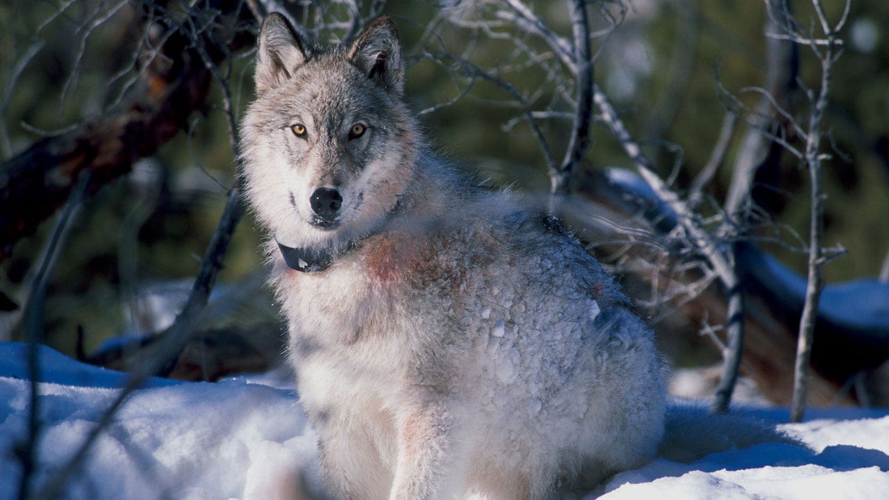 Colorado draft plan to reintroduce gray wolves into state concerns citizens
