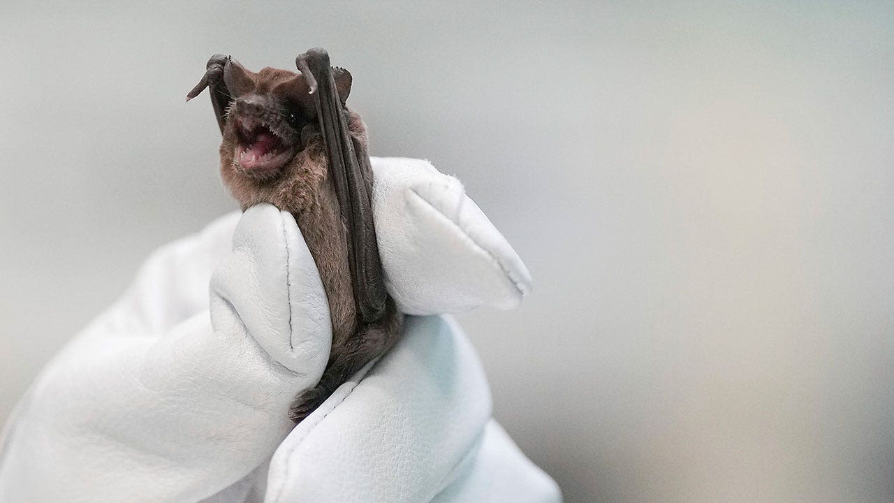 Hundreds of bats underneath Houston bridge lose grip, plunge to ground amid freezing temperatures