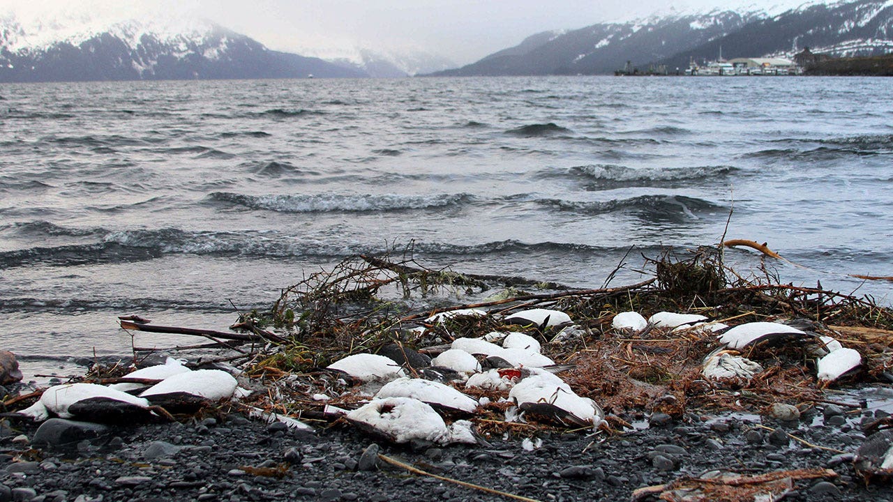 News :Seabirds are dying from starvation on AK coast