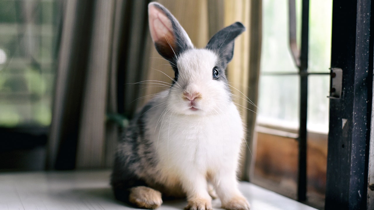 Biden and his team killed my plan to end animal tests and save bunnies