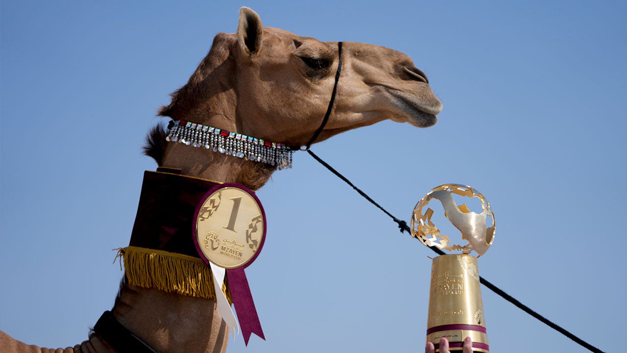 Qatari camel pageant intrigues visitors on World Cup sidelines