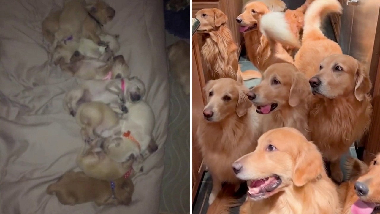 Pet owner has 13 golden retrievers: 'Happiness is an understatement'