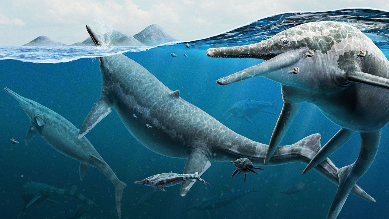 Mystery NV fossil site may have been a 'maternity ward' for giant marine mammals