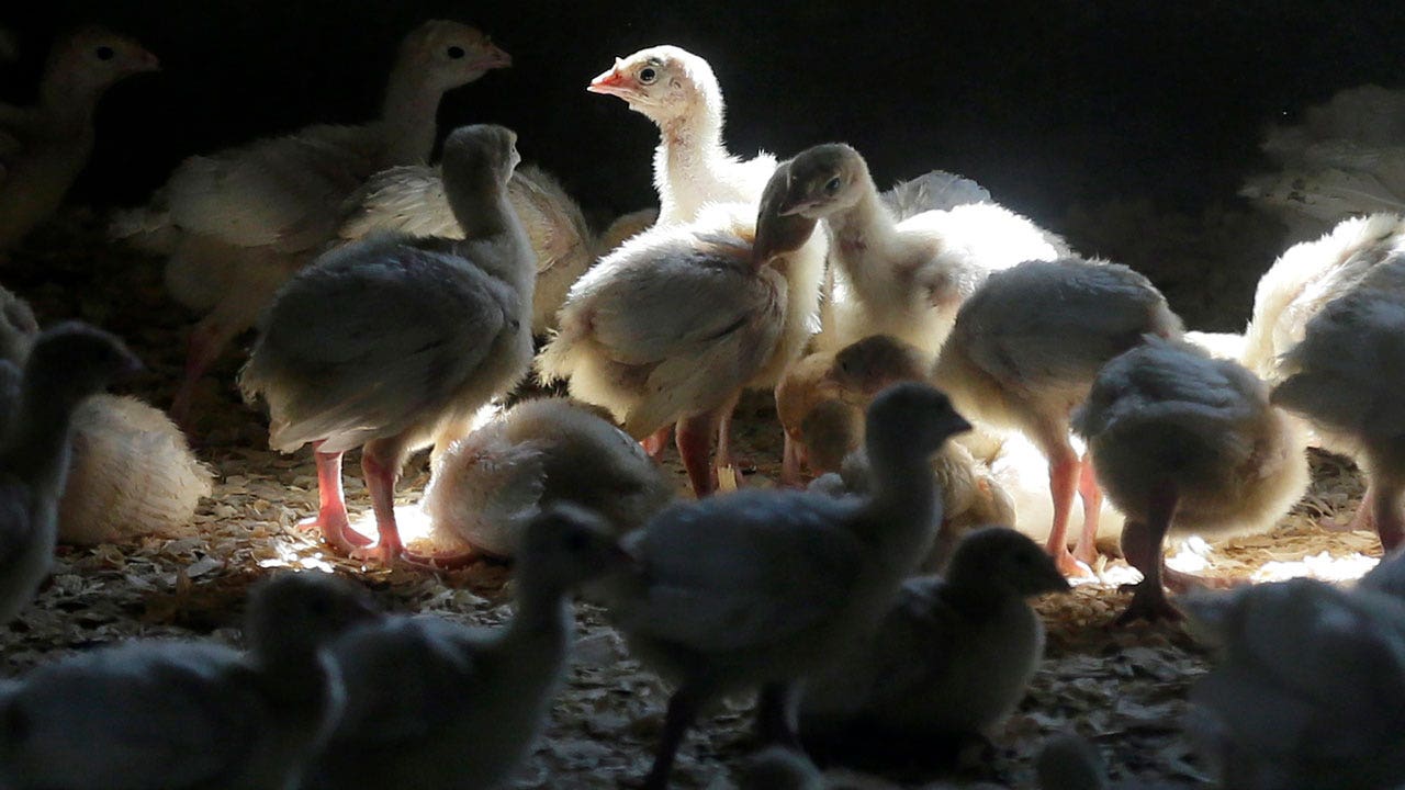 Monthly bird flu death toll hits 700,000 as more cases reported in Iowa game fowl