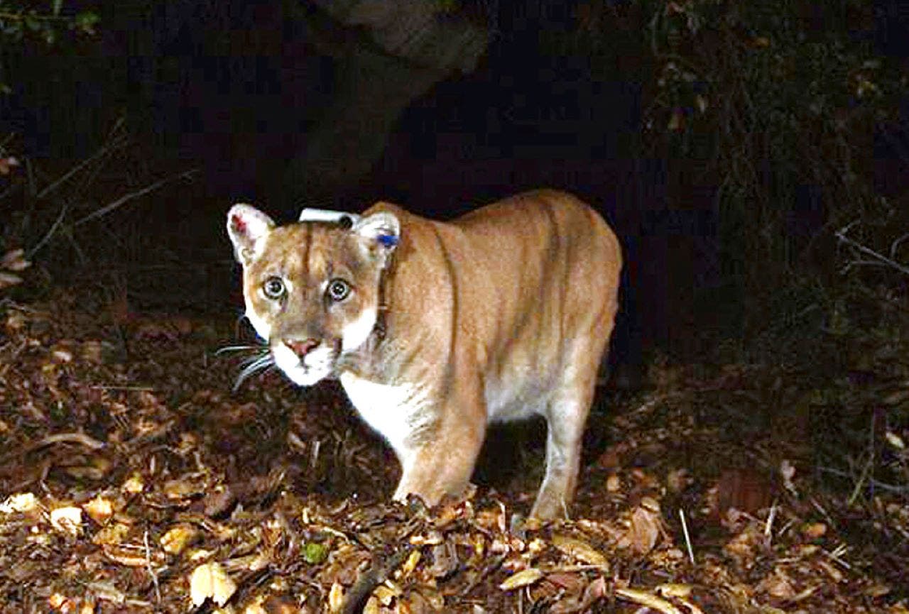 Los Angeles mountain lion nicknamed 'Hollywood Cat,' euthanized amid behavior changes, declining health