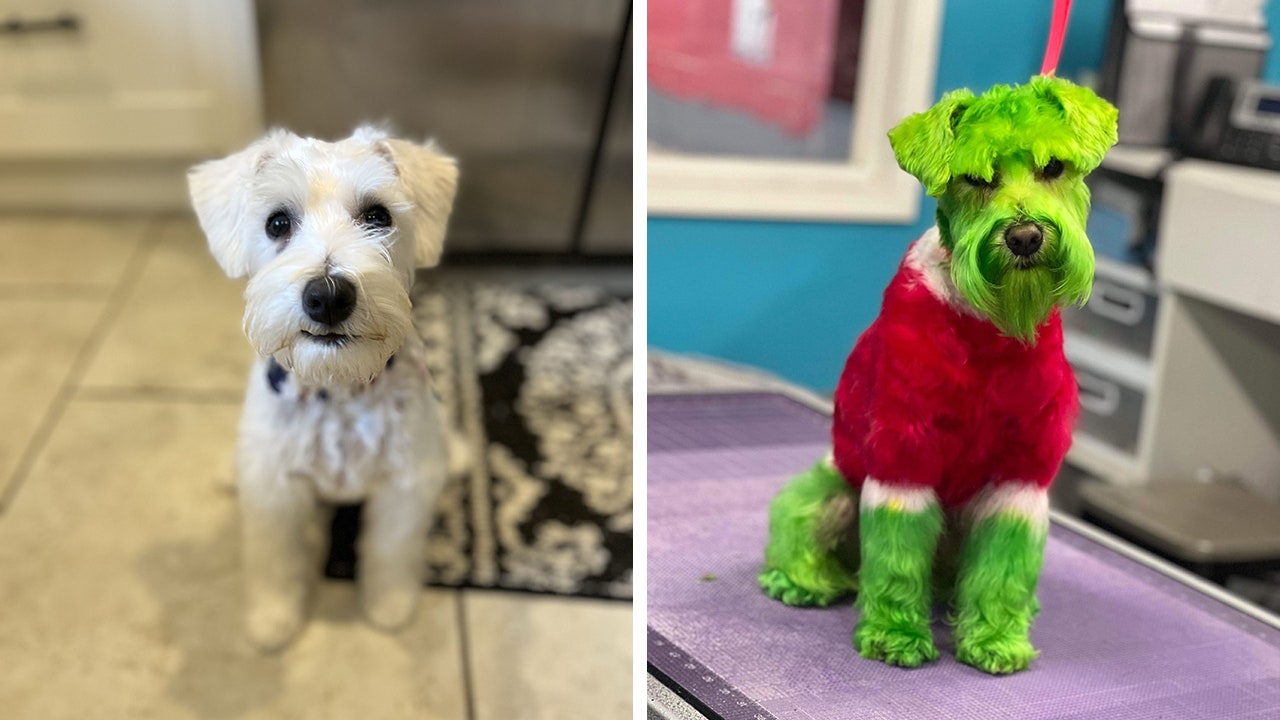 Chicago Dog Goes Viral On TikTok After Owner Has Pup s Fur Dyed Green 