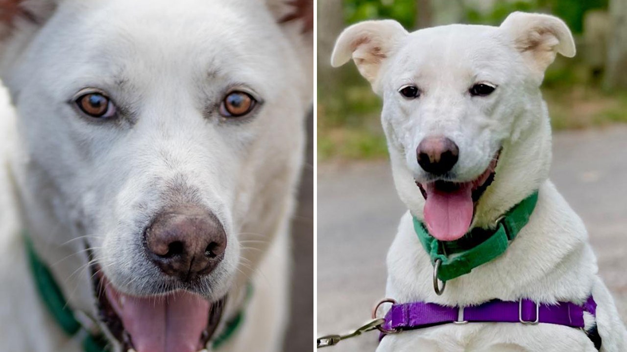 White shepherd dog in Hamptons looking for her forever home: 'Give her a chance'