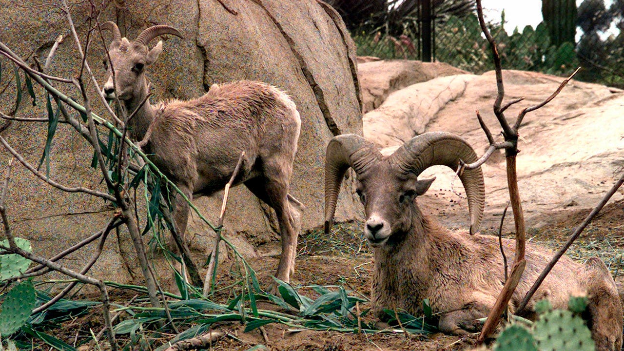 Water stations to be installed in CA desert regions for bighorn sheep
