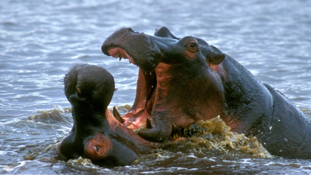Hippo in Uganda chomps down on 2-year-old boy, brave bystander takes quick action