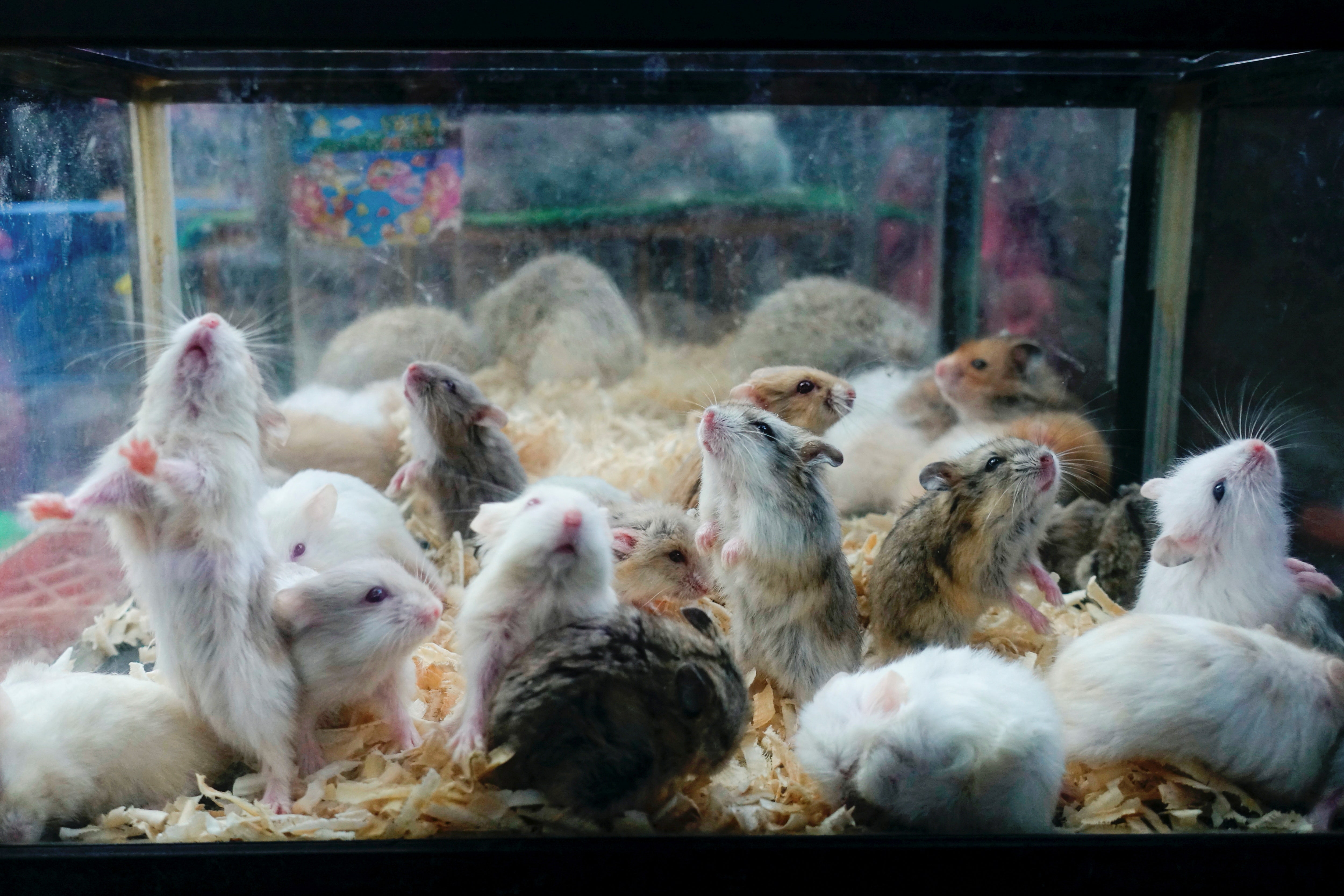 Hong Kong ends year-long hamster import ban: report