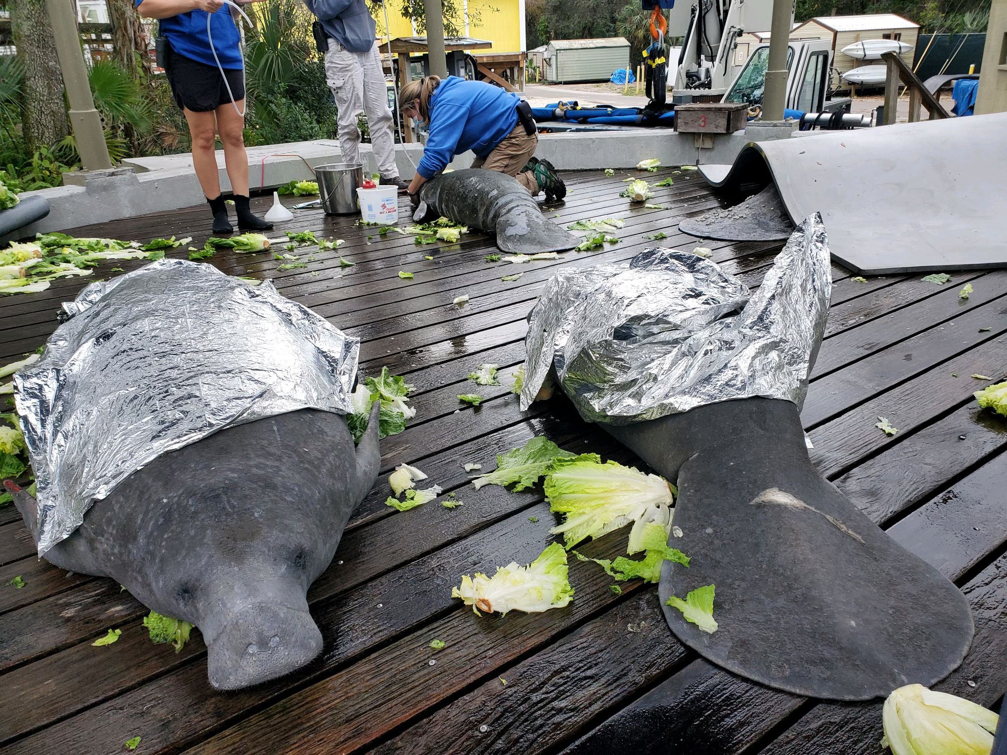 News :Zoo Tampa concerned about manatee death toll: ‘It’s very disturbing’