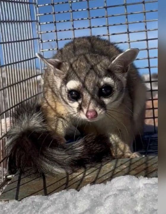 News :Colorado store staff discover rare ringtail cat living in shoe department for 3 weeks