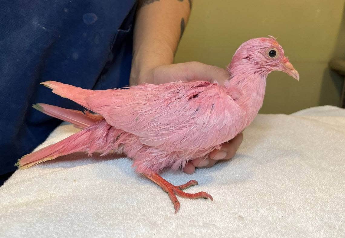 NYC pigeon dyed pink sparks speculation of 'sickening' gender reveal: 'What is wrong with people?'