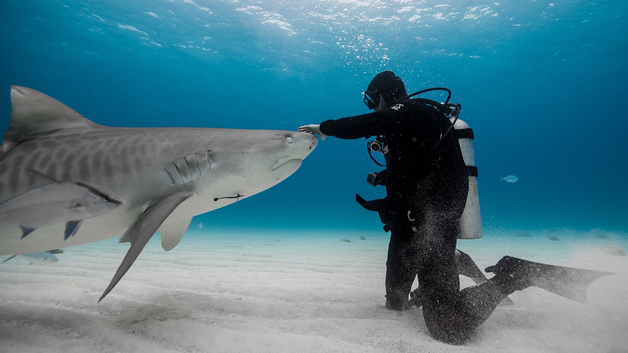Paul de Gelder of California is shown interacting with a shark. 