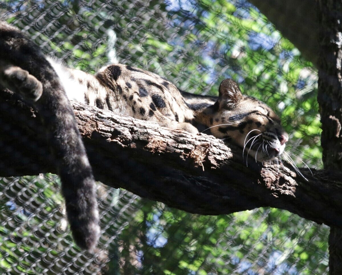 Man ‘intentionally’ cut Dallas Zoo leopard and monkey enclosures, dead vulture remains mystery: police