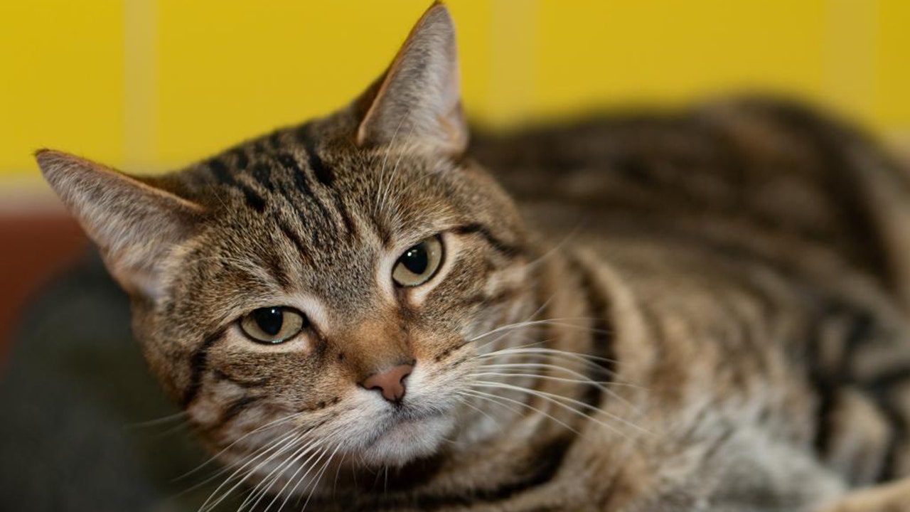 New York tabby cat looking for a ‘life of leisure’ with a new adoptive family