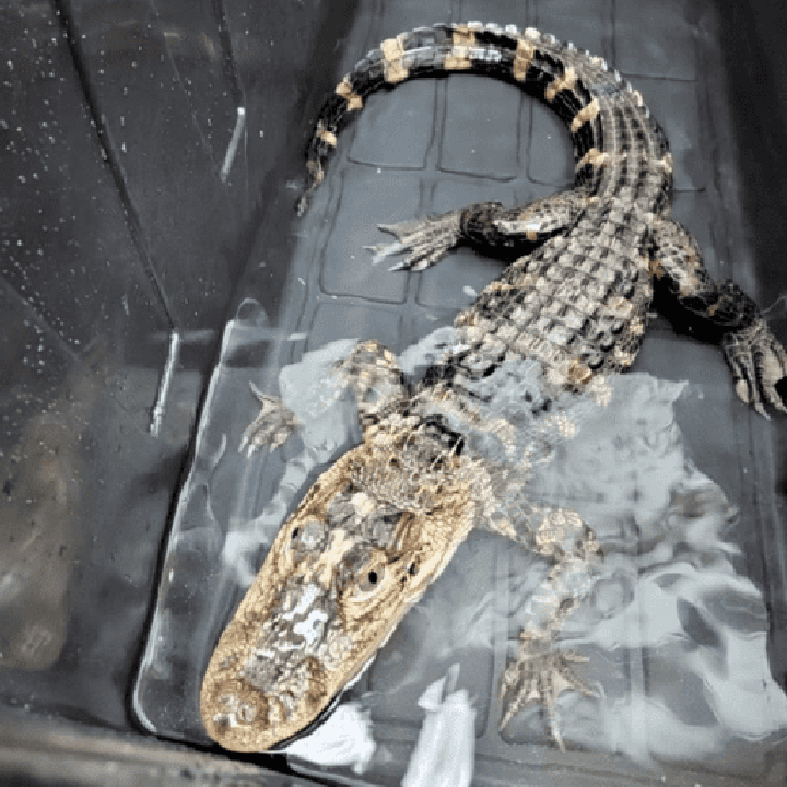 A three-foot-long alligator was recently found in a black storage container that was left in an empty lot in Neptune, New Jersey. (Monmouth County SPCA)