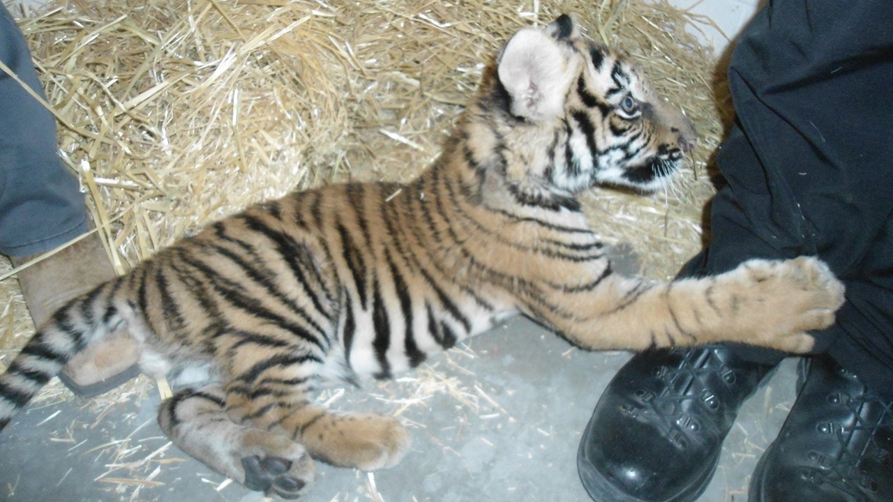 Bengal tiger cub found inside dog crate in trailer as Albuquerque