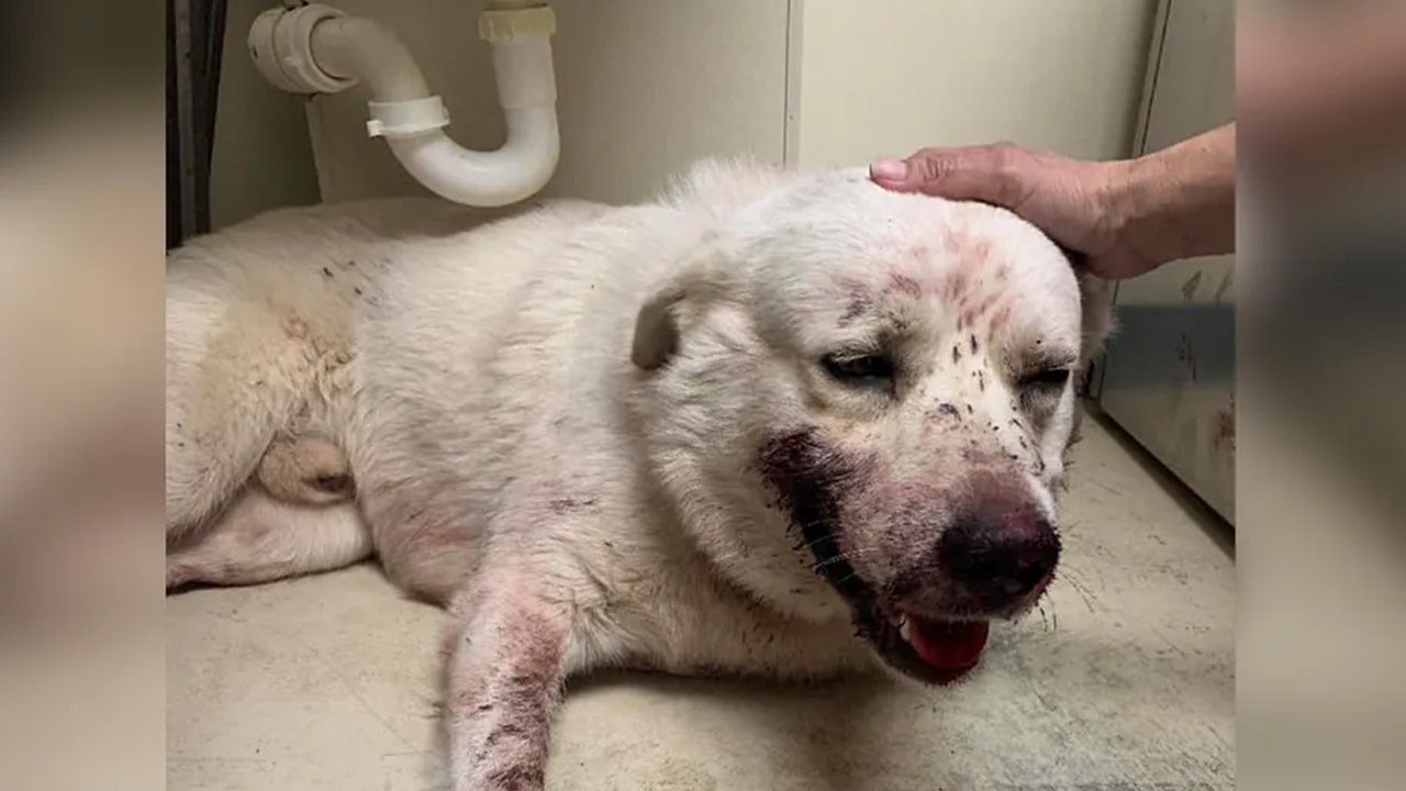 Texas stray dog 'miraculously' recovering after being shot eight times in nose, leg, neck