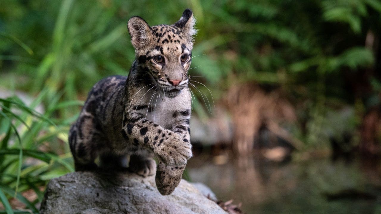 Clouded leopard who escaped at Dallas Zoo is found after enclosure was cut,  police say