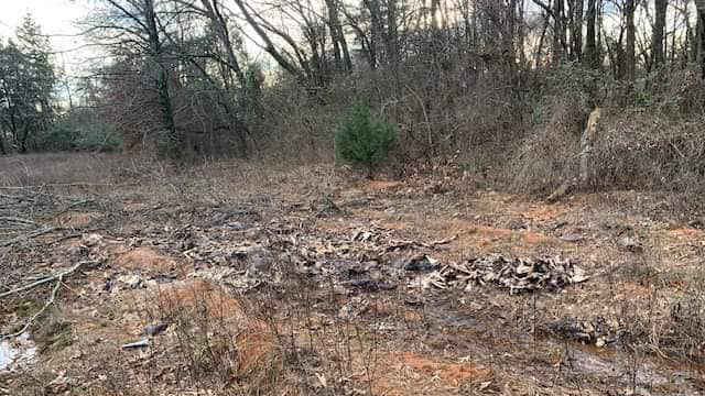 Arkansas dumping of hundreds of deer carcasses prompts investigation: reports