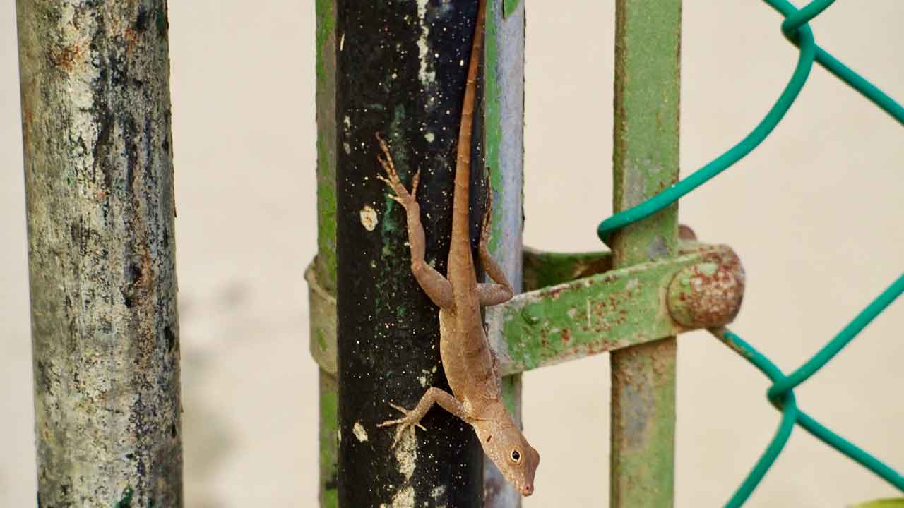 News :Lizards from the forests in Puerto Rico have genetically morphed to survive the city life