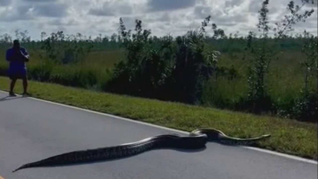 giant burmese pythons