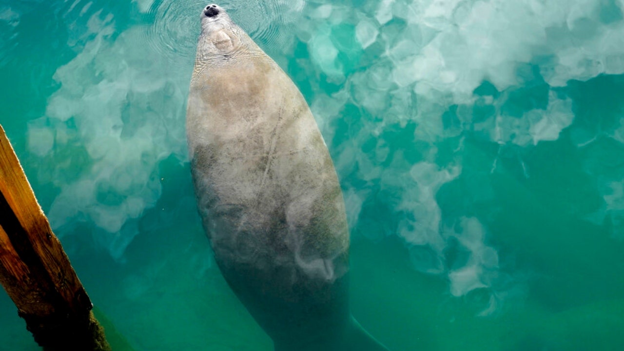 A manatee floats in the water