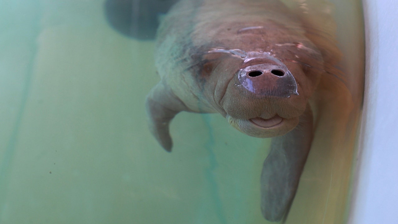 manatees