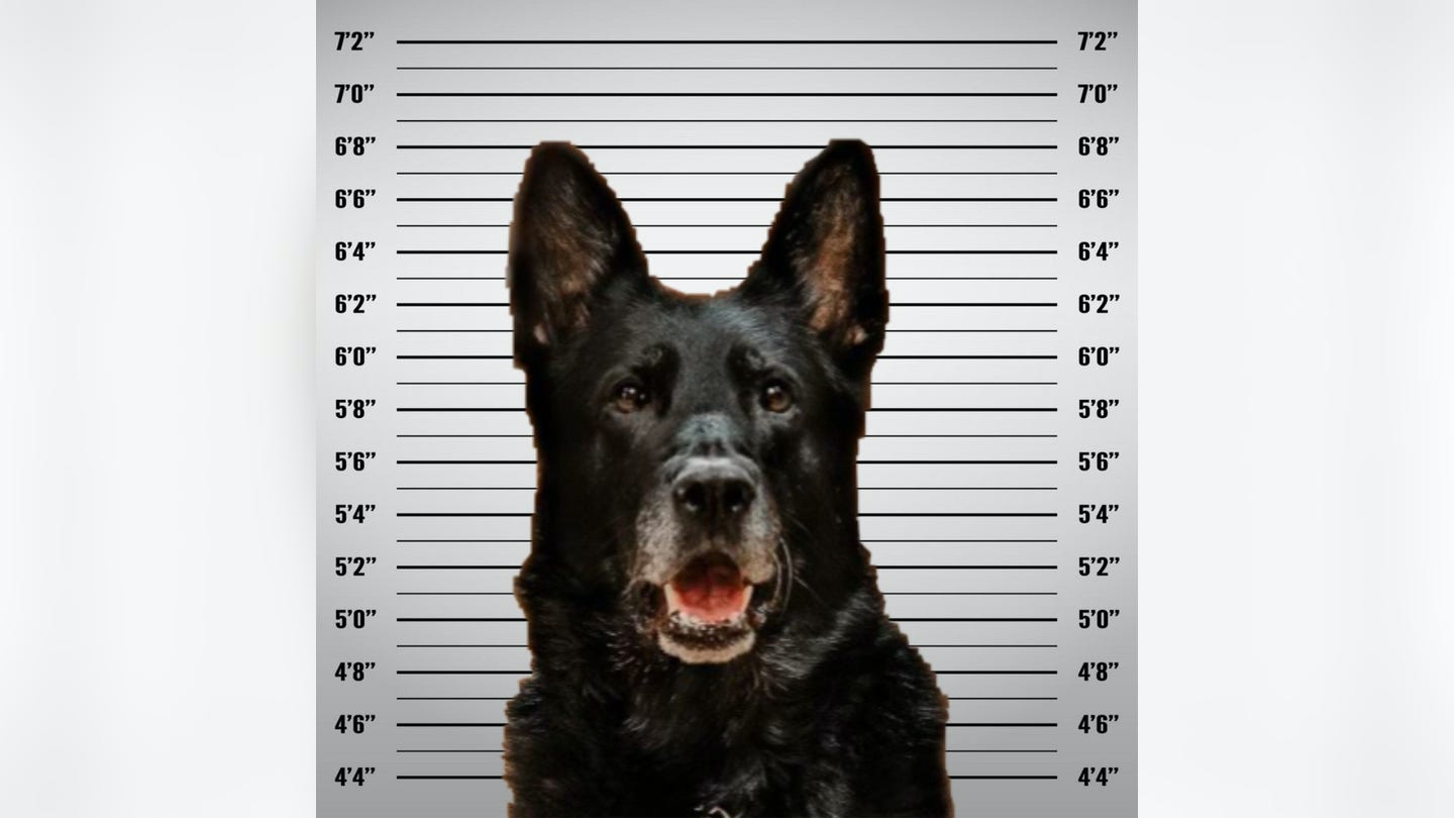 Michigan police department releases mugshot of K-9 accused of ‘stealing’ coworker’s lunch