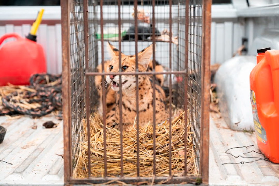 Farmers in Missouri recently found an African serval in the live trap they set on their property in the Ozark Mountains. (Turpentine Creek Wildlife Refuge)