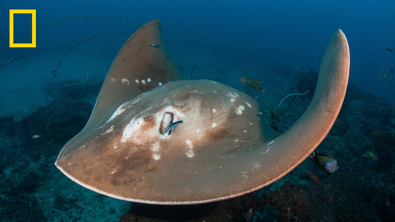 World's largest, rarest ocean stingrays spotted and tagged in Mozambique