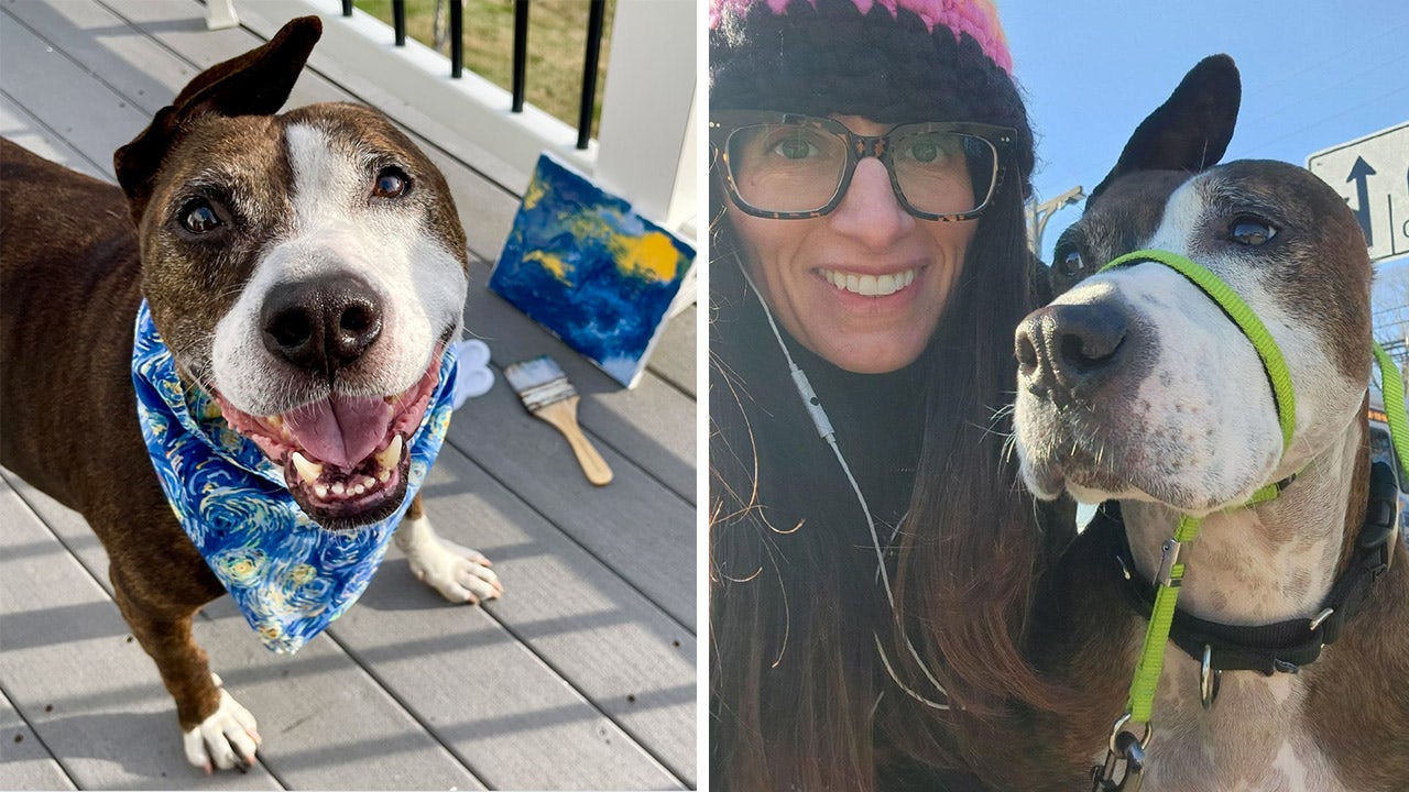 Van Gogh, a one-eared dog in desperate need of a new home, ‘paints’ his way to adoption