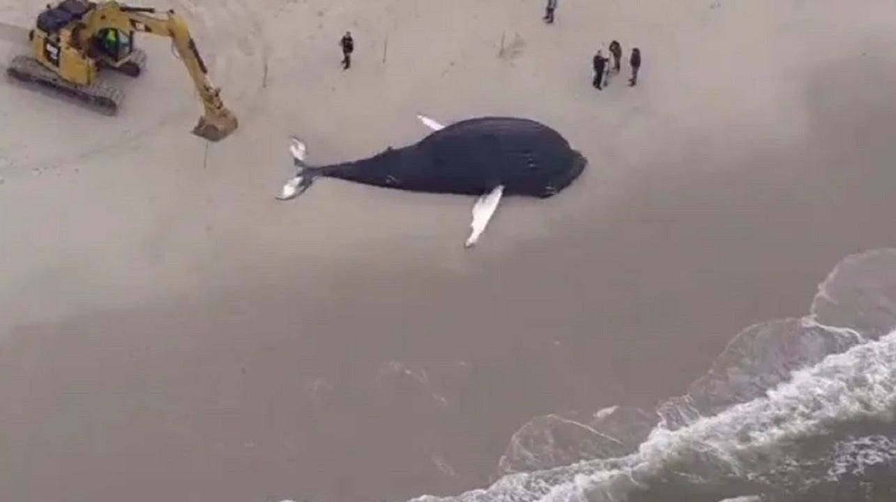 News :Dead humpback whale found washed ashore in New York amid uptick in endangered whale deaths along East Coast