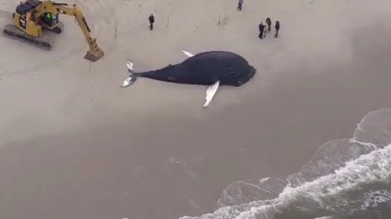 Dead humpback whale found washed ashore in New York amid uptick in endangered whale deaths along East Coast