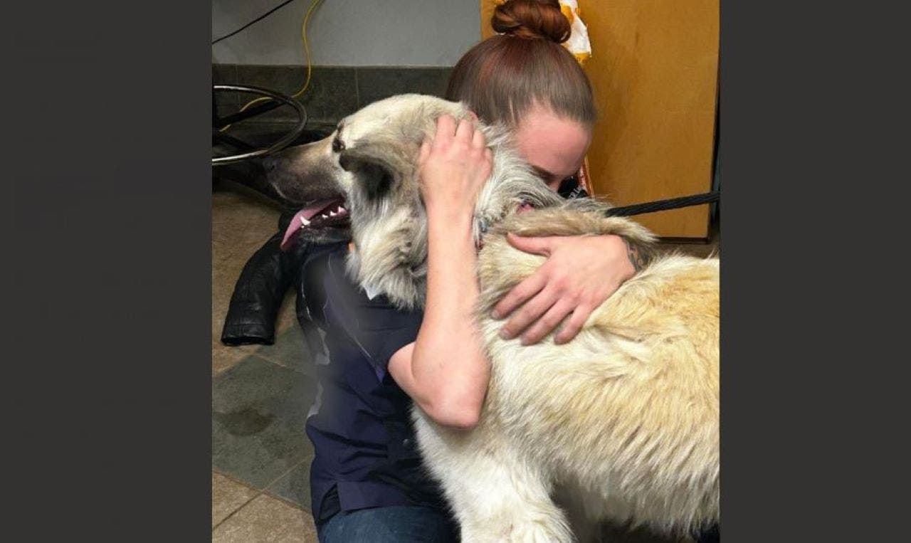 Animal shelter reunites dog with owner who abandoned her due to  homelessness: 'Incredible update'