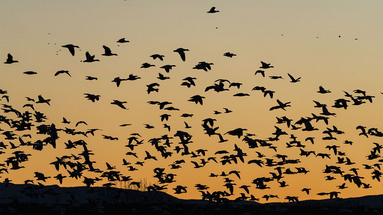 Thousands of migratory birds dropped dead in NM, possibly due to climate change