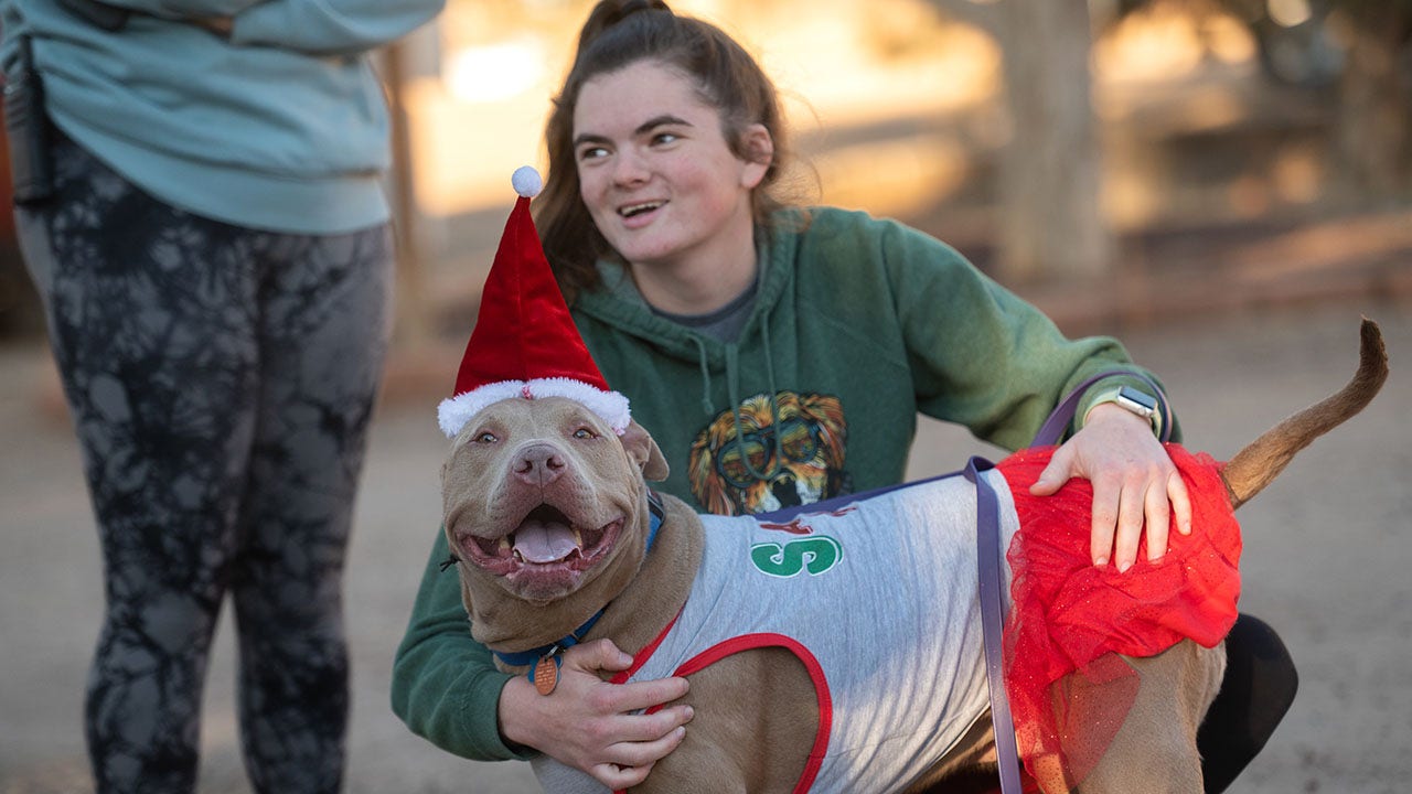 'Sweet, friendly' dog in Utah needs a home: She's 'quite the fashionista'