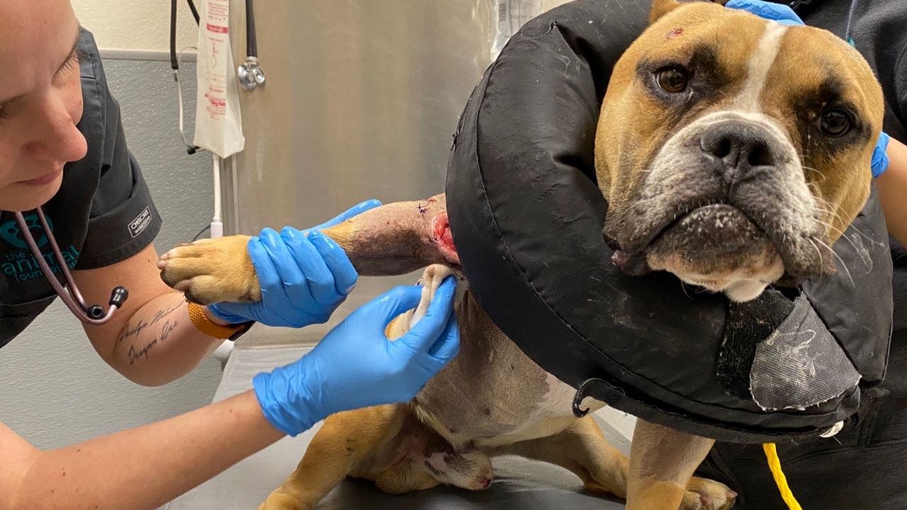 Vegas police investigating after dog found shot multiple times and with fractured skull