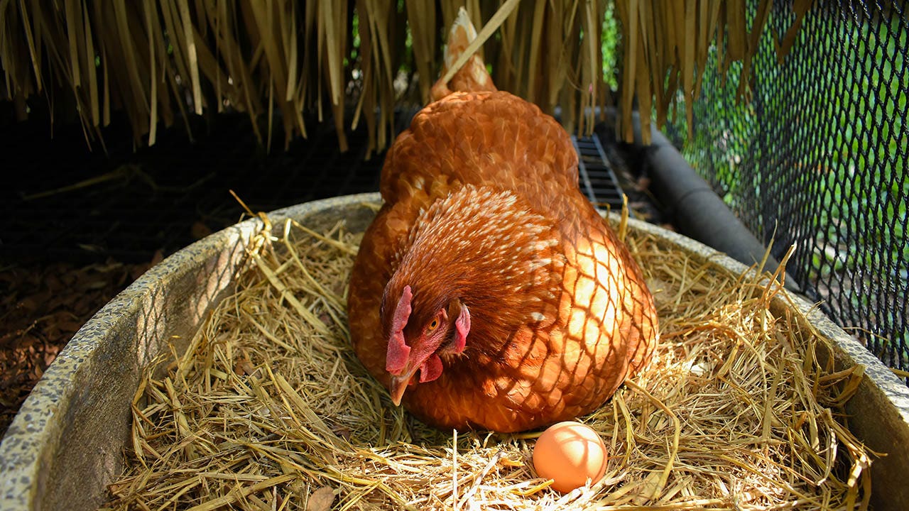 Is there a chicken coop in your future as egg costs rise? Know the health risks first