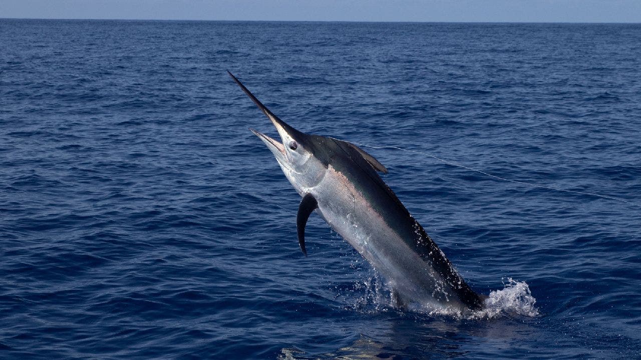 Swordfish catch and release for the crew. This fish stay the king of t